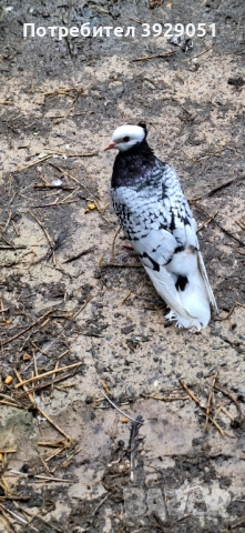 Продавам Нюмберски гълъби, снимка 5 - Гълъби - 52589187