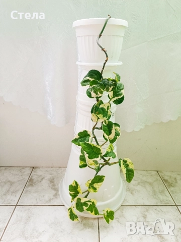 Сциндапсус, Индрише, Бенджамин и други стайни цветя 