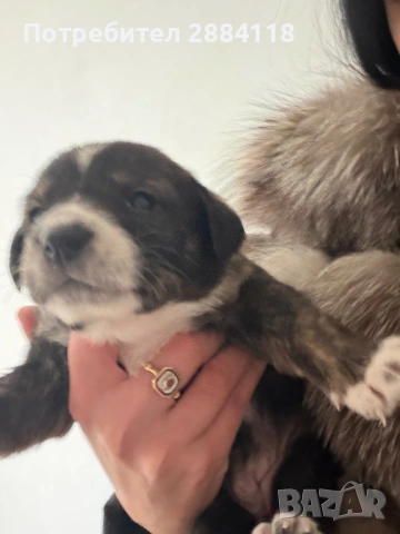 4 бебенца родени на 25.12.2025 търсят грижовни стопани подарявят се само на сериозни грижовни хора  , снимка 4 - Други - 53173183