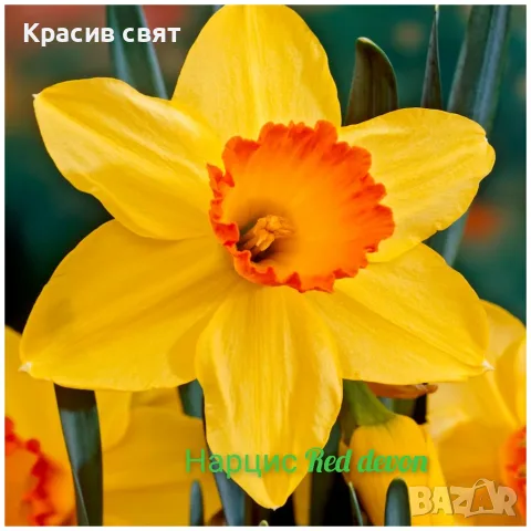 Нарциси луковици