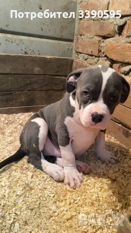 Американско були , снимка 3 - Питбул - 52606898