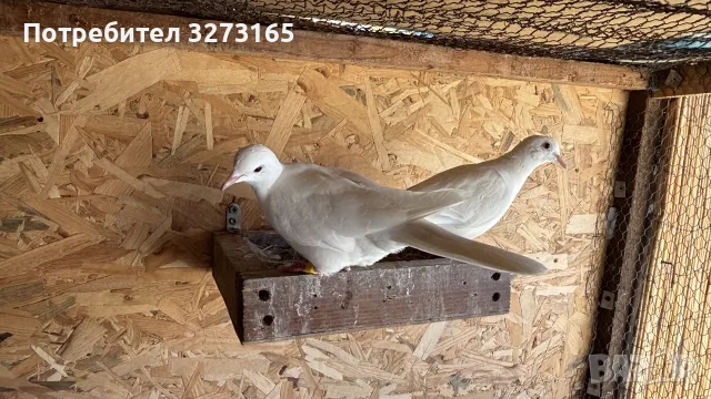 чифт бели гугутки , снимка 3 - Гълъби - 56149501