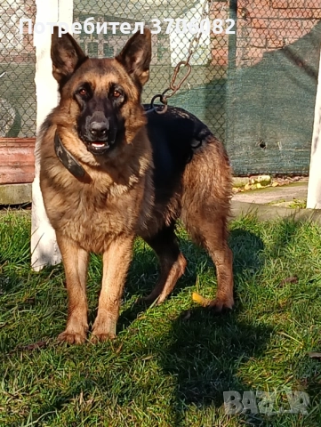 Продавам немска овчарка на година и половина не е агресивен кастриран за повече информация 089903513, снимка 2 - Немска овчарка - 52733472