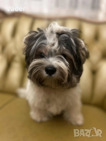 Бивер териери, снимка 15 - Други - 51737972