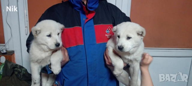 Алабайчета САО