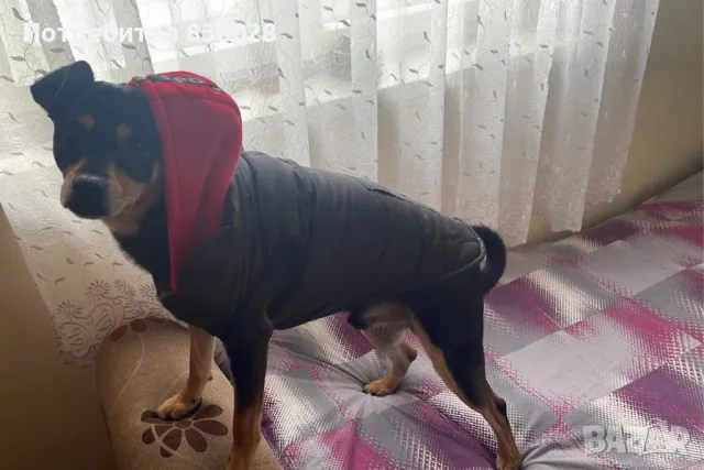 Дрешка за куче, снимка 4 - Други стоки за животни - 48996250