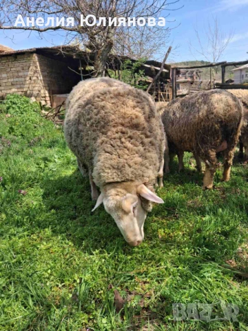 Овце и два коча, снимка 4 - За селскостопански - 54283161