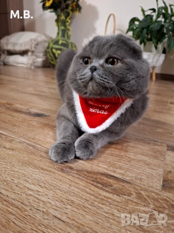 Британец търси партньорка