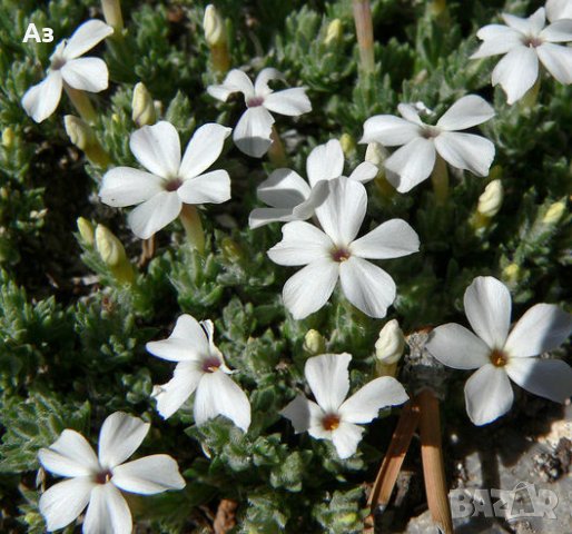 Продавам цветя Флокс за градината - разсад за пролетно засаждане, снимка 11 - Разсади - 28716156