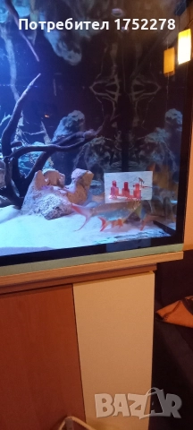 Bardo tinfoil tamanho 15+ см. 80лв., снимка 6 - Рибки - 52595747