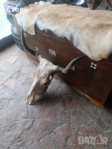 череп на крава, снимка 3 - Други ценни предмети - 54028962