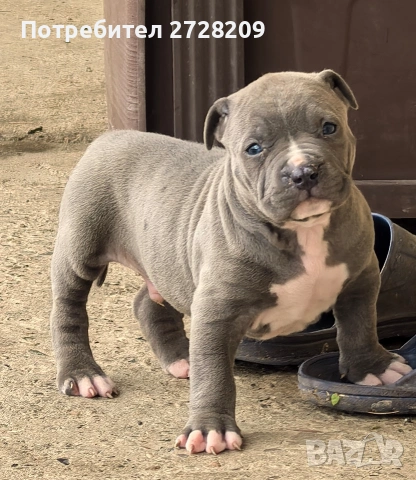Американско Були Хл/American Bully XL , снимка 7 - Питбул - 53262294