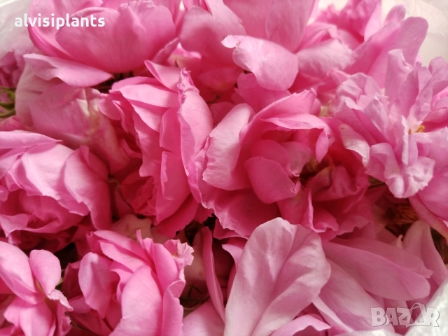 Предварителни заявки за бутиково сладко от рози с шафран, снимка 4 - Други - 54170679