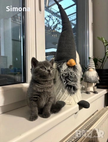 Британска късокосместа котка - мъжка