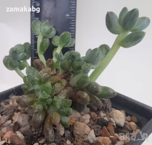 Пахифитум компактум (Pachyphytum compactum), сукулентно растение