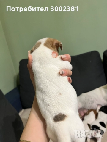 Джак Ръсел териер, снимка 11 - Джак ръсел териер - 52887126