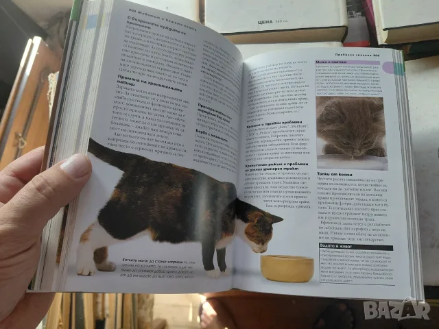 Всичко за котката, снимка 6 - Специализирана литература - 56453997