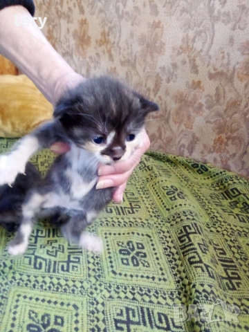 Продавам полуперсичета бебета Варна 