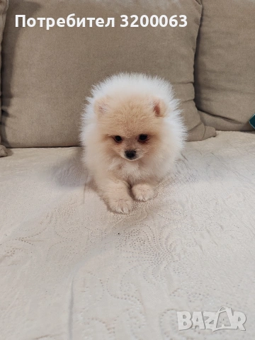 Померан мини мъжки , снимка 9 - Померан - 53726000
