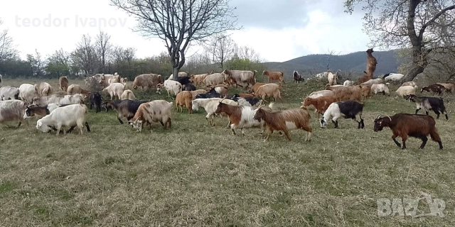 140 кози и пръчове има и отделно към 20 миналогодишни ярета, снимка 9 - Кози - 52641155