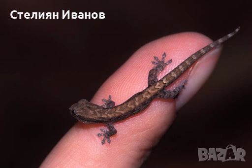 Траурен гекон, плачещ гекон, пенангски люспопръст гекон, лугубрис (Lepidodactylus lugubris), снимка 5 - Гекон - 54158421