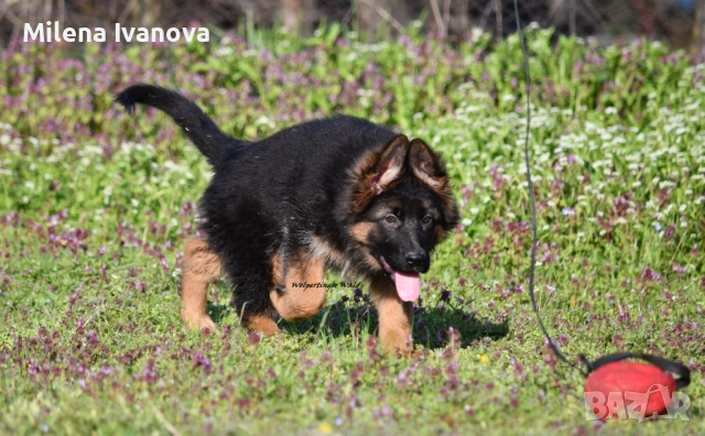 Женска немска овчарка с дълъг косъм от развъдник , снимка 6 - Немска овчарка - 54174191