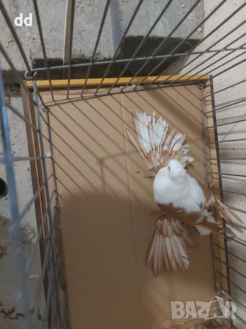 саксонска чайка, снимка 4 - Гълъби - 53024750