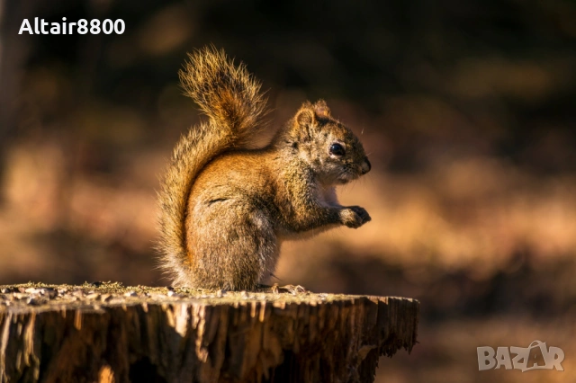 Nikon AF-S 55-200mm f/4-5.6G ED VR обектив Никон, снимка 11 - Обективи и филтри - 53014652