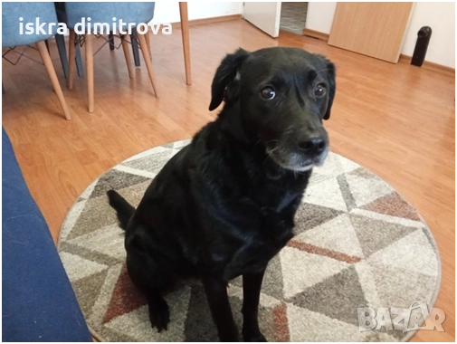 Подарявам лабрадор, ЛАРА, снимка 2 - Лабрадор ретривър - 52731803