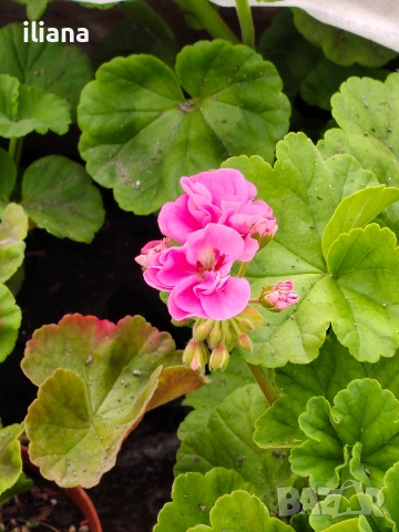 Продавам различни видове цветя, снимка 9 - Градински цветя и растения - 54170180