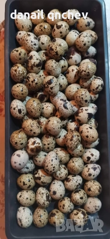 пъдпъдъчи яйца винаги пресни 12бр тарелка, снимка 3 - други­ - 51764457