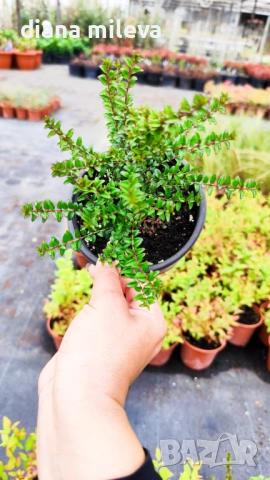 Промо пакет от 6 бр студоустойчиви растения, снимка 13 - Градински цветя и растения - 52111446