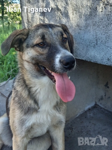 подарявам две кучета - смесен брак - майка белгийска овчарка баща уличен
