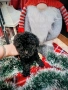 Мини пуделчета момчета, снимка 3