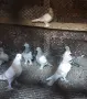 Гълъби  мардини , снимка 1