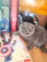 Прекрасни Шотландски Клепоухи котенца (Scottish Fold), снимка 6