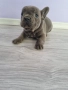 френски булдог момче , снимка 4