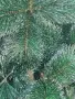Коледна елха с бели заскрежени връхчета - плътна и ефектна/различни размери, снимка 6