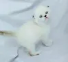 Шотландски със сини очи. , снимка 10