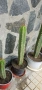 Trichocereus Peruvianus / San Pedro / Кактус, снимка 2