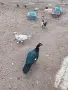 Свободни Неми Патици, снимка 8