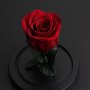 Вечна истинска роза в стъкленица, снимка 7