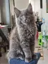 Котенца от породата Мейн-Кун, снимка 2