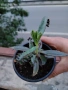 Каланхое Дегремонтиана , снимка 6