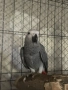  Продавам папагали Жако (African Grey Parrot), снимка 3