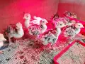 Едноседмични селски пуйчета, снимка 1