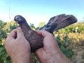 Варненски и плевенски гълъби, снимка 3