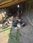 Продавам селски пилета , снимка 3