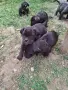 Продавам кученца Кане Корсо , снимка 4