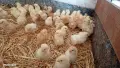 Продавам пилета носачки Ломан Браун. , снимка 1